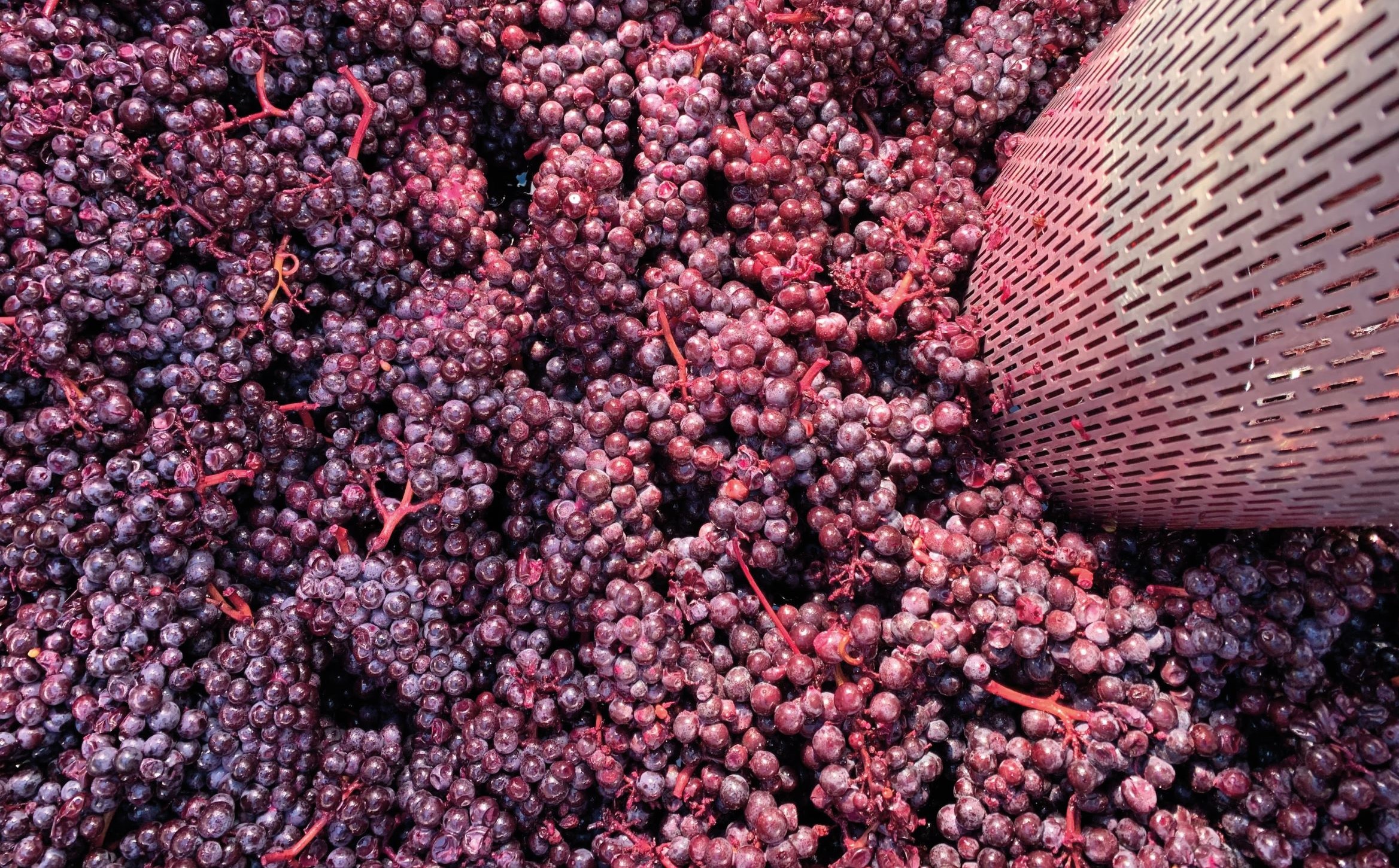 TERROIR CHAMPAGNE 小農香檳 微型風土的魅力